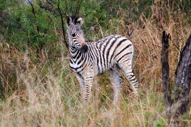 3 Bedroom Property for Sale in Vaalkop Dam North West